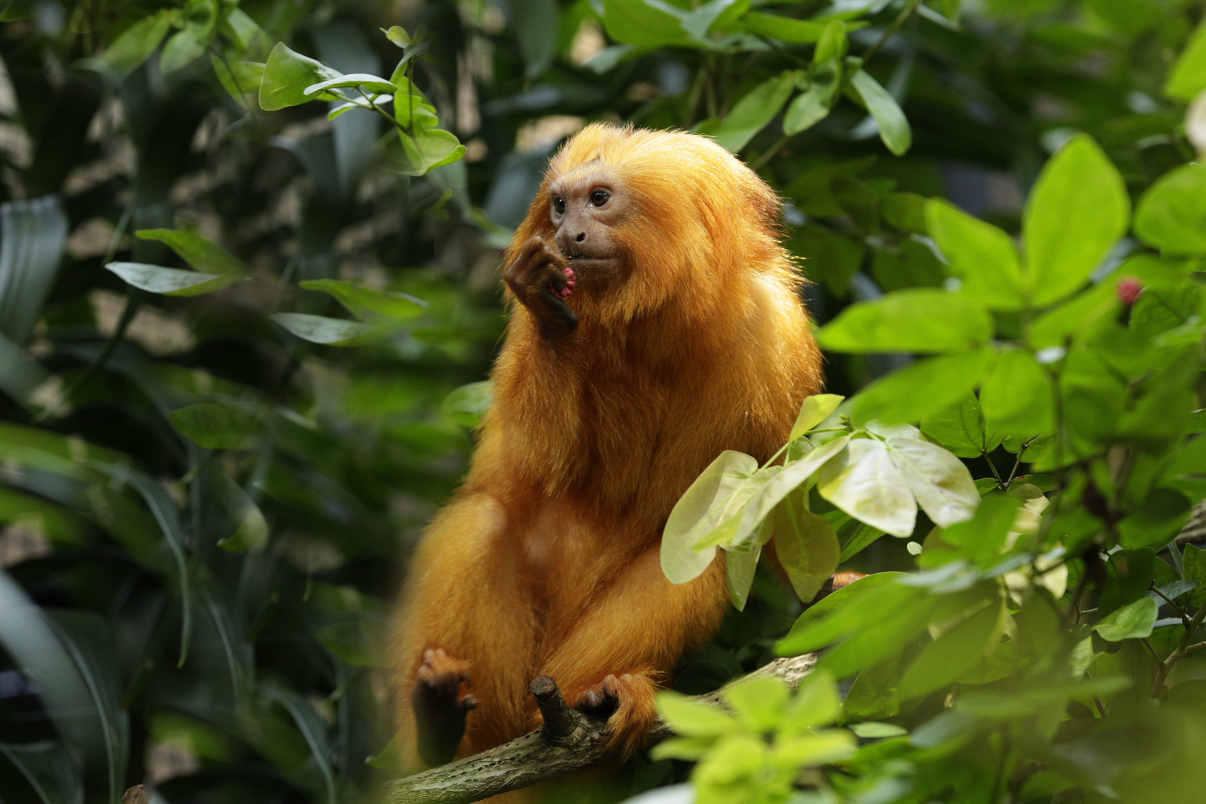 SZ - Golden lion tamarin 2_WRS.jpg